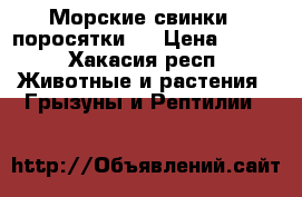 Морские свинки ( поросятки ) › Цена ­ 550 - Хакасия респ. Животные и растения » Грызуны и Рептилии   
